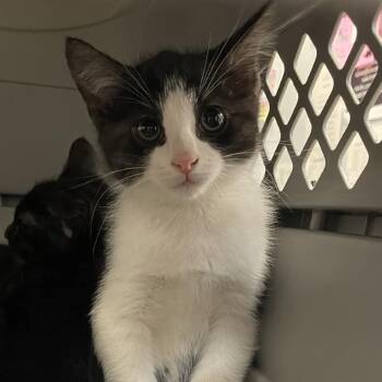 Domestic Short Hair Cats Available for Adoption - Theodore (Theo) | PetCurious