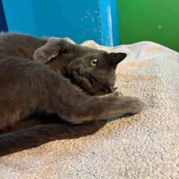 Buddy -  Russian Blue Cat for Adoption in Mundelein, Illinois - Buddy | PetCurious