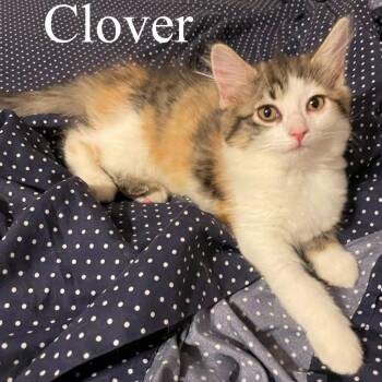 Clover -  Domestic Short Hair Cat for Adoption in San Tan Valley, Arizona - Clover | PetCurious