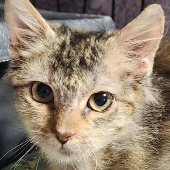 Genesis K46432 -  Domestic Long Hair Cat for Adoption in Corsicana, Texas - Genesis K46432 | PetCurious