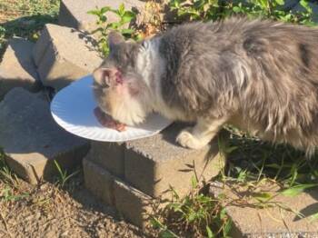 FLUFFKIN -  Domestic Long Hair Cat for Adoption in Derwood, Maryland - FLUFFKIN | PetCurious