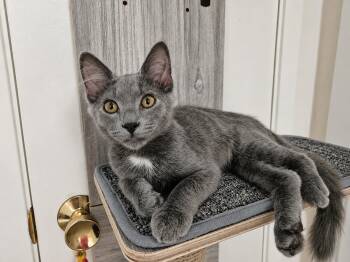 Bobby Blue -  Russian Blue Cat for Adoption in Fresno, California - Bobby Blue | PetCurious