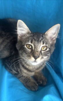 Rescue Tabby Cats for Adoption in Magnolia Springs, Alabama - Andromeda | PetCurious