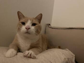 Domestic Short Hair Cats Available for Adoption - Szary | PetCurious