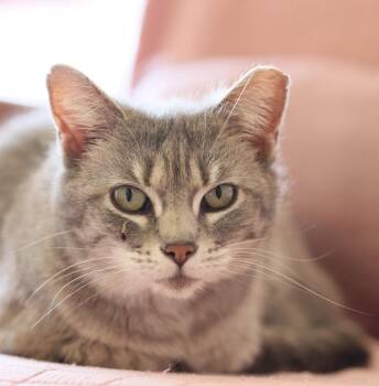 Domestic Short Hair Cats Available for Adoption - **Cat Cafe** Io | PetCurious