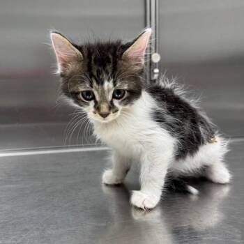 Leche -  Domestic Long Hair Cat for Adoption in Normal, Illinois - Leche | PetCurious