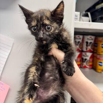 Kiwi -  Domestic Short Hair Cat for Adoption in Columbiana, Alabama - Kiwi | PetCurious