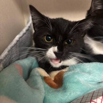 Chaplina -  Domestic Short Hair Cat for Adoption in Lakeland, Florida - Chaplina | PetCurious
