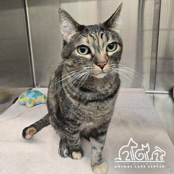 WILLOW -  Domestic Short Hair Cat for Adoption in Irvine, California - WILLOW | PetCurious