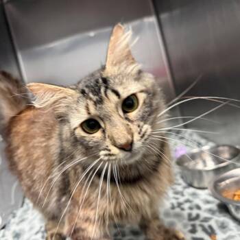 Downy -  Domestic Medium Hair Cat for Adoption in Lakeland, Florida - Downy | PetCurious