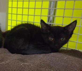 Kit Kat -  Domestic Short Hair Cat for Adoption in Kansas City, Missouri - Kit Kat | PetCurious