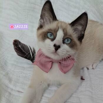 Jazzie & Jinx -  Siamese and Domestic Short Hair Cat for Adoption in Yorba Linda, California - Jazzie & Jinx | PetCurious