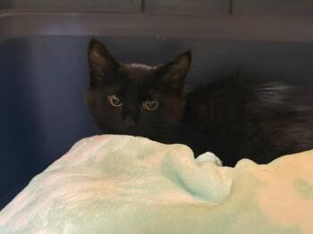 PHO -  Domestic Medium Hair Cat for Adoption in Kent, Washington - PHO | PetCurious