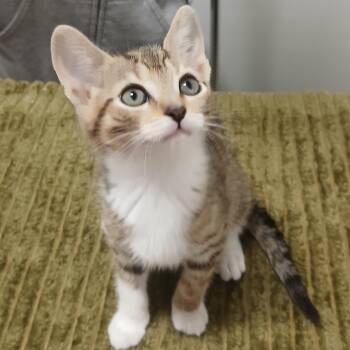 Domestic Short Hair Cats Available for Adoption in York, Pennsylvania - Pimento | PetCurious