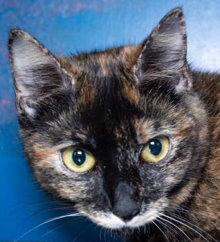 Domestic Short Hair Cats Available for Adoption in Boston, Massachusetts - HAZEL | PetCurious