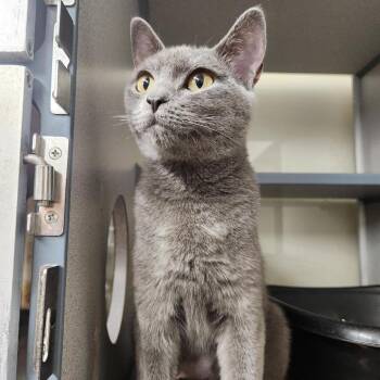 Misty -  Domestic Short Hair and Russian Blue Cat for Adoption in Colorado Springs, Colorado - Misty | PetCurious