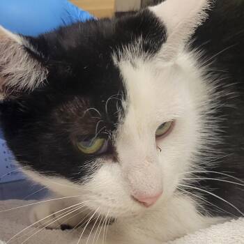 Betty -  Domestic Short Hair Cat for Adoption in Milan, Illinois - Betty | PetCurious