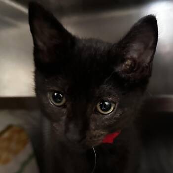 Sisu -  Domestic Short Hair Cat for Adoption in Chicago, Illinois - Sisu | PetCurious