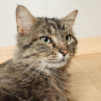 Domestic Medium Hair Cats Available for Adoption in Minnetonka, Minnesota - Monkey C69218 | PetCurious