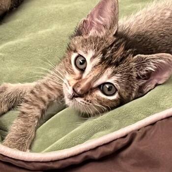 Vacation -  Domestic Short Hair Cat for Adoption in Walnut Creek, California - Vacation | PetCurious