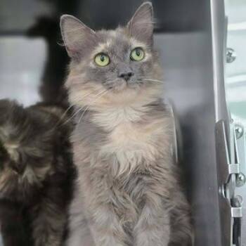 Princess -  Domestic Medium Hair Cat for Adoption in Bethel, Connecticut - Princess | PetCurious