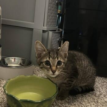 Domestic Short Hair Cats Available for Adoption in West Olive, Michigan - Malibu | PetCurious