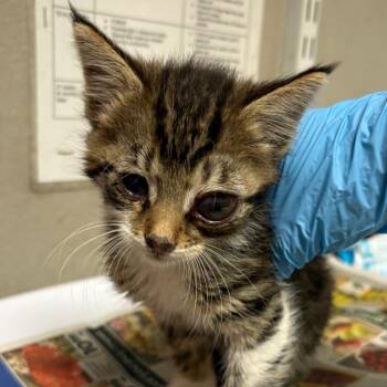 Harley -  Domestic Short Hair Cat for Adoption in Yuma, Arizona - Harley | PetCurious