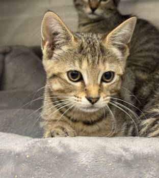 Blair -  Domestic Short Hair Cat for Adoption in Hilton Head Island, South Carolina - Blair | PetCurious