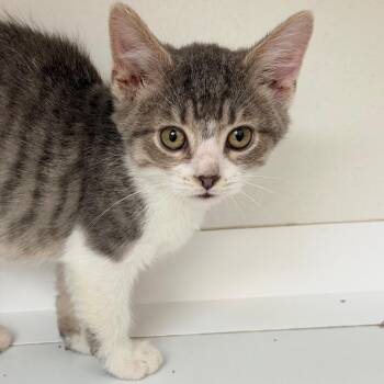 Alani -  Domestic Short Hair Cat for Adoption in Champaign, Illinois - Alani | PetCurious