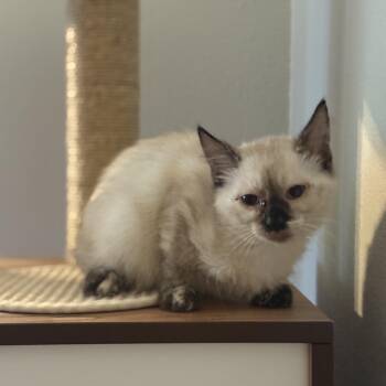 Drusilla -  Siamese Cat for Adoption in Fresno, California - Drusilla | PetCurious