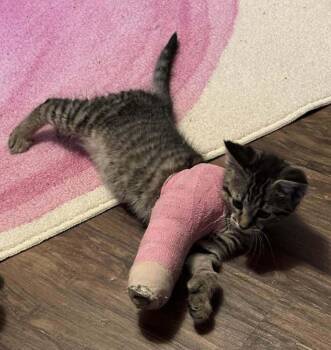 Domestic Short Hair Cats Available for Adoption in Wyoming, Michigan - Mittens | PetCurious