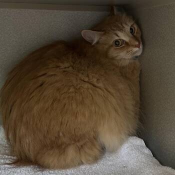 Domestic Short Hair Cats Available for Adoption - Lui | PetCurious