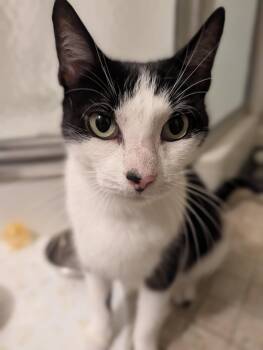 Andrea -  Domestic Short Hair Cat for Adoption in Rockaway, New Jersey - Andrea | PetCurious
