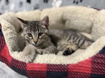 Rescue Domestic Short Hair Cats for Adoption in Seneca, South Carolina - Sweet Tater $50 | PetCurious