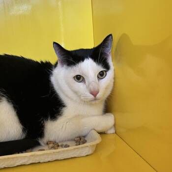 Domestic Short Hair Cats Available for Adoption in Abilene, Texas - Cookie | PetCurious