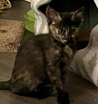 Rescue Domestic Short Hair Cats for Adoption in Tallahassee, Florida - YAZ | PetCurious