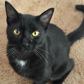 LeBron - Bonded w/Jordan -  Domestic Short Hair Cat for Adoption in Rockford, Michigan - LeBron - Bonded W/Jordan | PetCurious