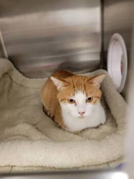 Wyatt -  Domestic Short Hair Cat for Adoption in Fergus Falls, Minnesota - Wyatt | PetCurious