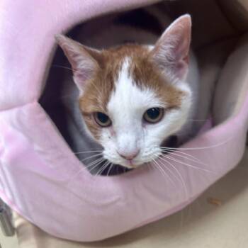 Lindie -  Tabby Cat for Adoption in Clarksville, Virginia - Lindie | PetCurious