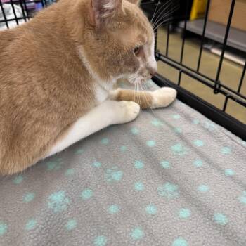 Domestic Short Hair Cats Available for Adoption in Powdersville, South Carolina - Cinnamon | PetCurious