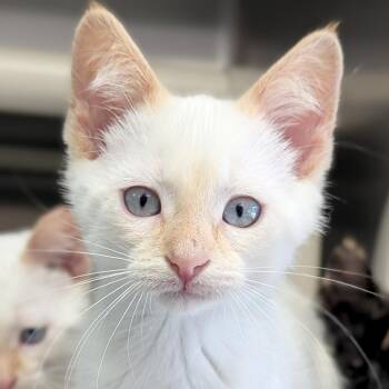 Carl - Reduced Fee -  Domestic Short Hair and Siamese Cat for Adoption in Jefferson, Wisconsin - Carl - Reduced Fee | PetCurious