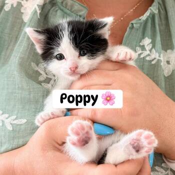 Poppy Purse -  Domestic Short Hair Cat for Adoption in Eagle Mountain, Utah - Poppy Purse | PetCurious