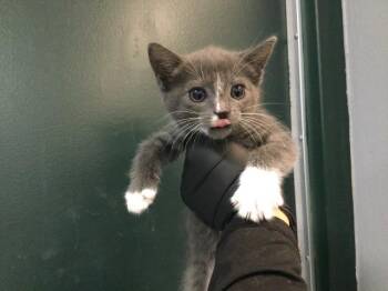 Domestic Short Hair Cats Available for Adoption in Thousand Palms, California - MOON | PetCurious