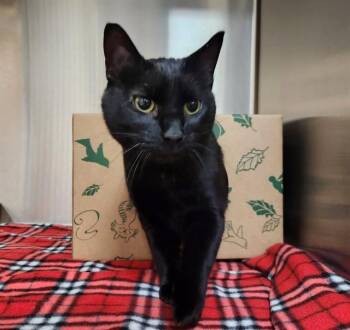ELVIRA -  Domestic Short Hair Cat for Adoption in St. Louis, Missouri - ELVIRA | PetCurious