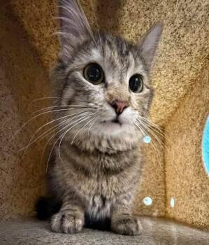 Laundry -  Domestic Medium Hair Cat for Adoption in Fruit Heights, Utah - Laundry | PetCurious