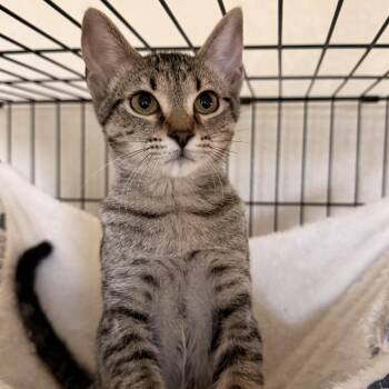 Clarice -  Domestic Short Hair Cat for Adoption in Fort Worth, Texas - Clarice | PetCurious