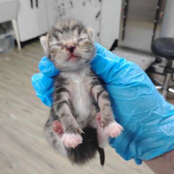 Honeybee -  Domestic Short Hair Cat for Adoption in Summerville, South Carolina - Honeybee | PetCurious