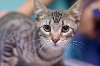 Bells -  Domestic Short Hair Cat for Adoption in Umatilla, Florida - Bells | PetCurious