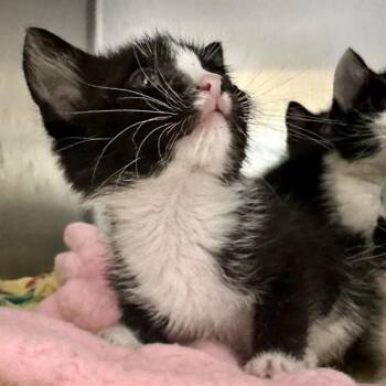 DIANE -  Domestic Short Hair Cat for Adoption in Riverside, California - DIANE | PetCurious