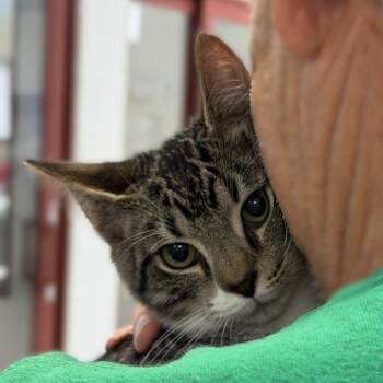 Ice Cube -  Domestic Short Hair Cat for Adoption in Slidell, Louisiana - Ice Cube | PetCurious